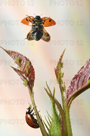 Seven-spott ladybird