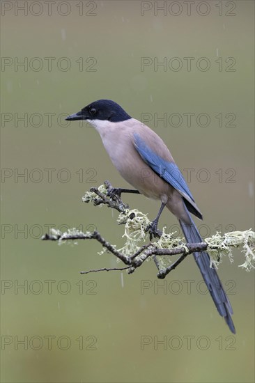 Azure-winged Magpie