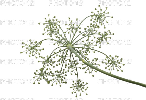 Flowering umbel of seed fennel