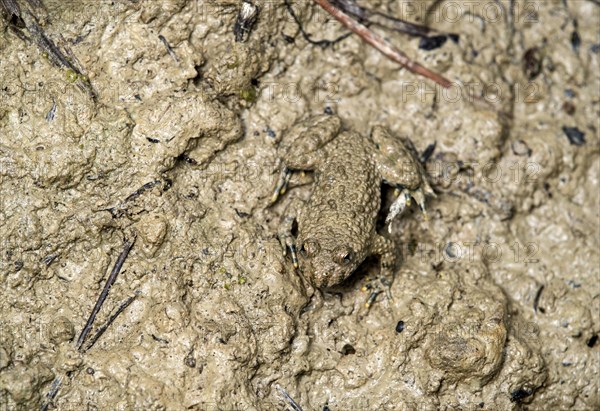 Camouflaged young yellow-bellied toad