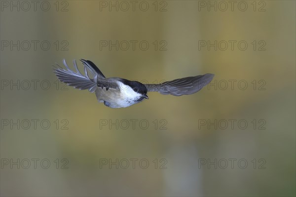 Willow tit