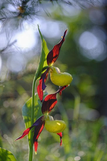 Yellow lady's slipper orchid