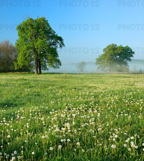 Meadow full of dandelions