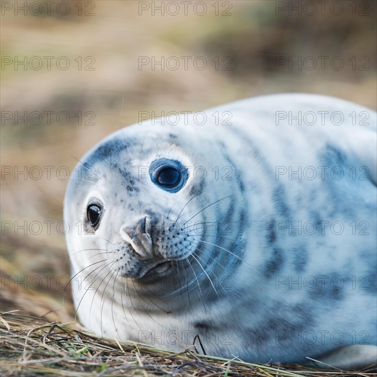 Gray Seal puppy