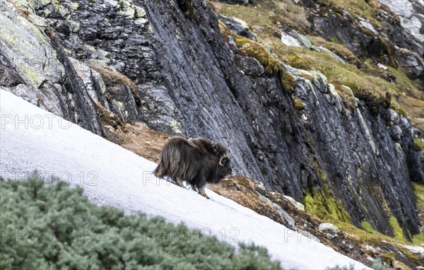 Musk ox