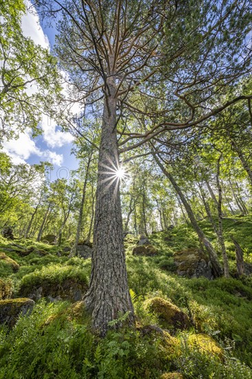 Sun shining through trees