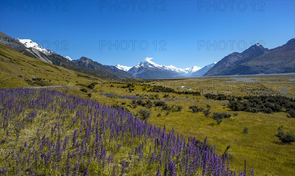 Blooming purple flowers