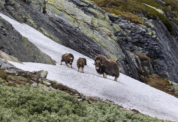 Musk Oxes Photo12 imageBROKER Mara Brandl
