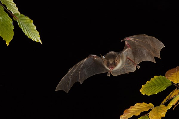 Greater mouse-eared bat