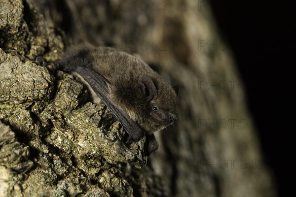 Nathusius's pipistrelle