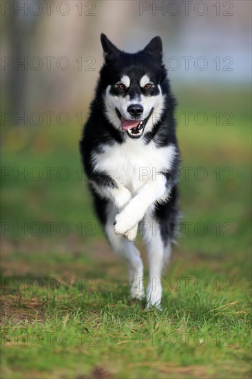 Alaskan Malamute