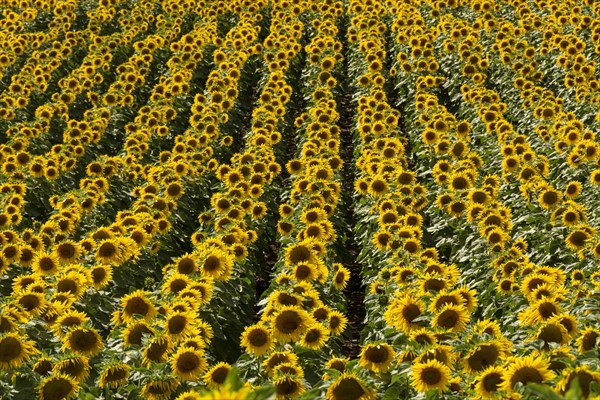 Field of sunflowers