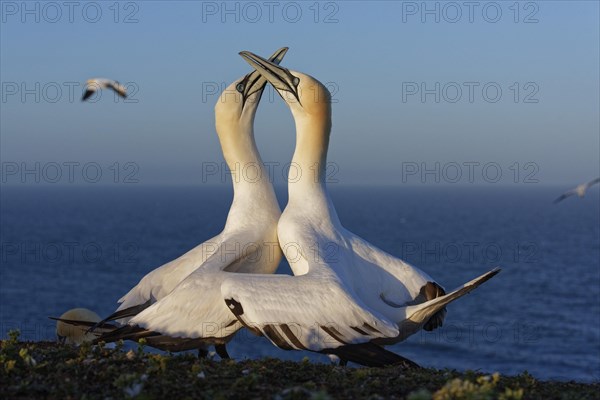 Gannet