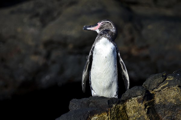 Galapagos Penguin