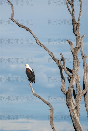 African fish eagle