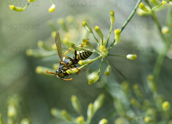 European paper wasp