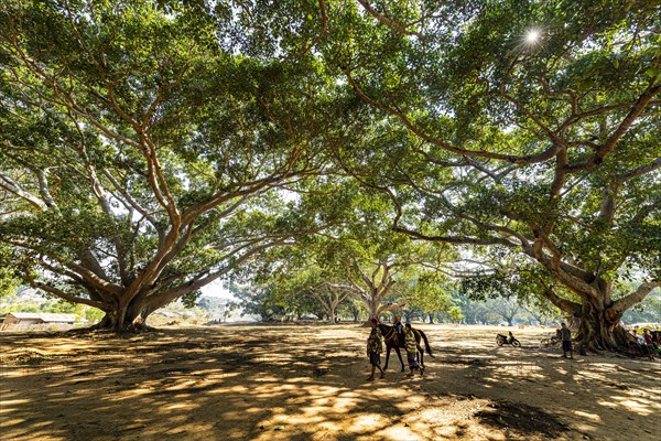 Hundred-year-old banyan trees in Pindaya