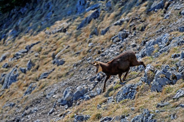 Alpine chamois