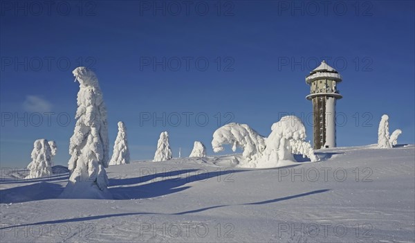 Snowy fir trees in winter landscape next to Feldberg tower