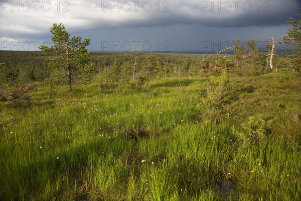 Slope bog in Riisitunturi National Park