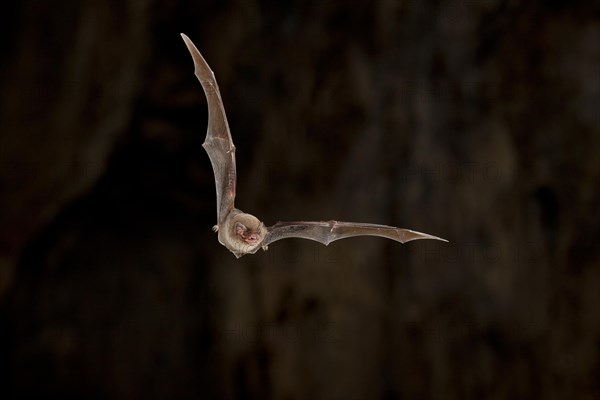 Common bent-wing bat