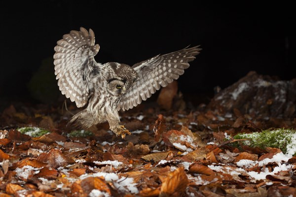 Tengmalm's owl