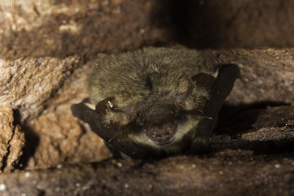 Grey long-eared bat