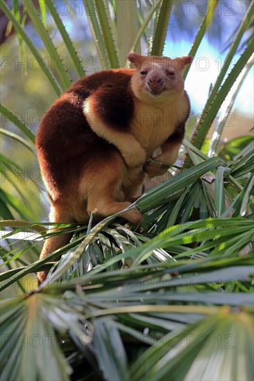 Goodfellow tree kangaroo