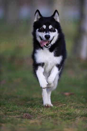 Alaskan Malamute