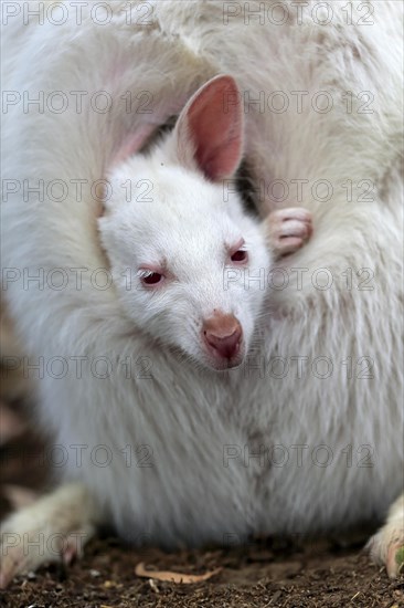 Red-necked wallaby