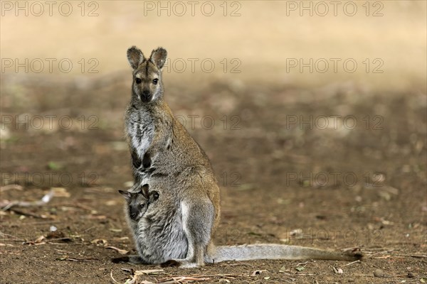 Red-necked wallaby