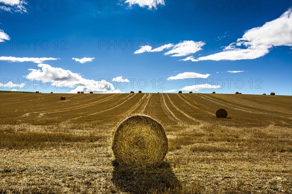 Straw bales after harvest. Limagne plain