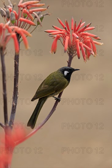 Black-throated Honeyeater