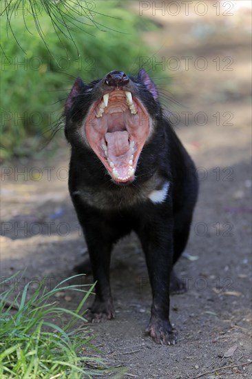 Tasmanian devil