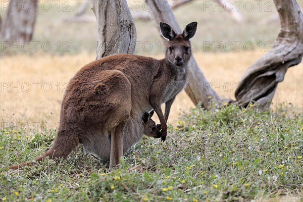 Western gray kangaroo