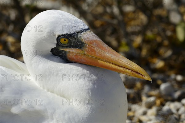 Nazca booby