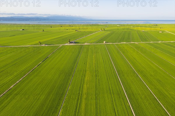 Rice fields