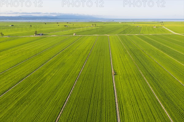 Rice fields