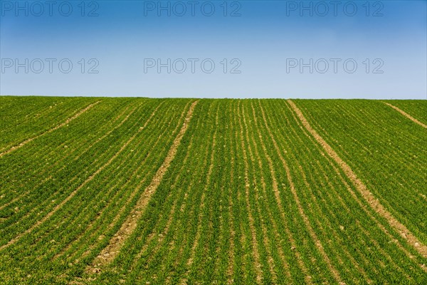 Field of young corn sprouts