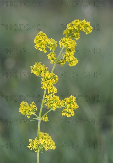 Lady's bedstraw