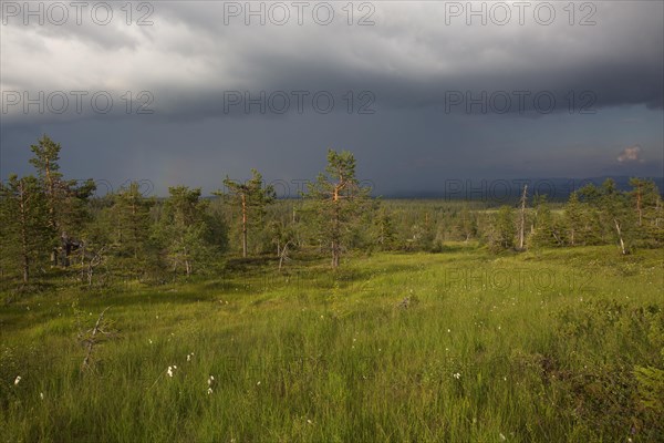 Slope bog in Riisitunturi National Park