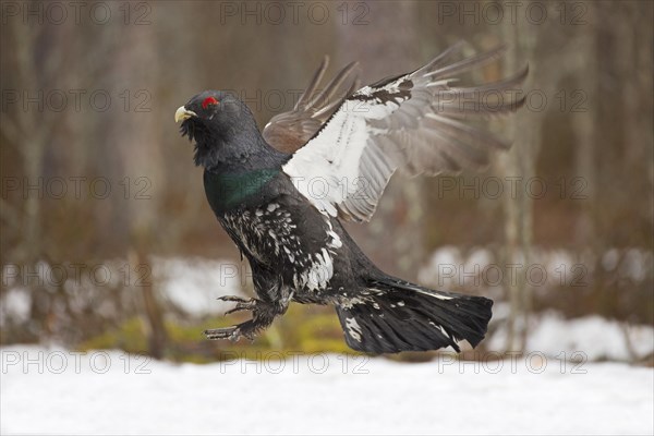 Western capercaillie