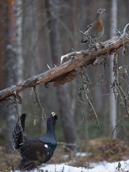 Western capercaillie