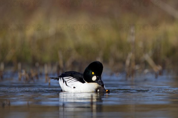 Common Common Goldeneye