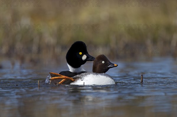 Common Common Goldeneye