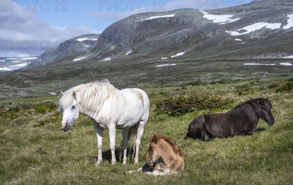 Norwegian fjord horses