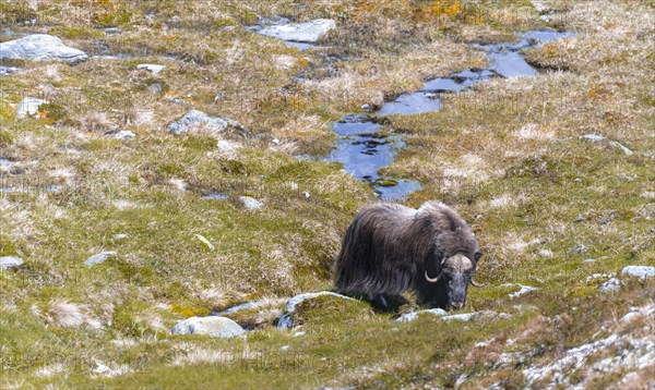 Musk ox