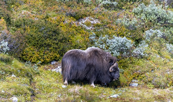 Musk ox