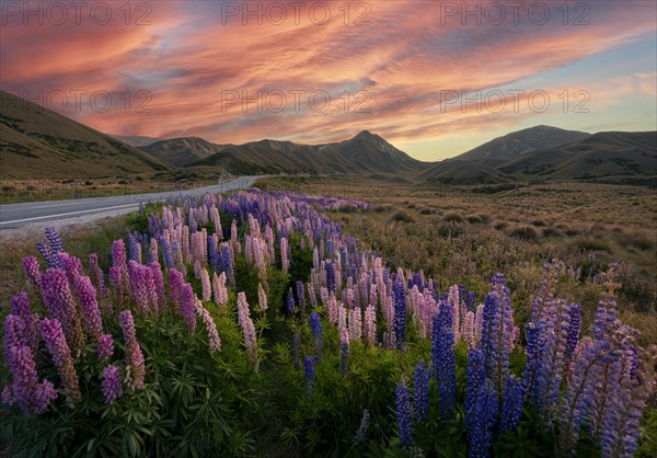 Variegated multifoliate lupines