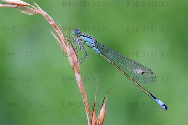 Blue-tailed damselfly